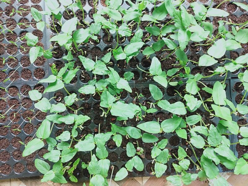 പ്രമാണം:33033-seed 10.jpg