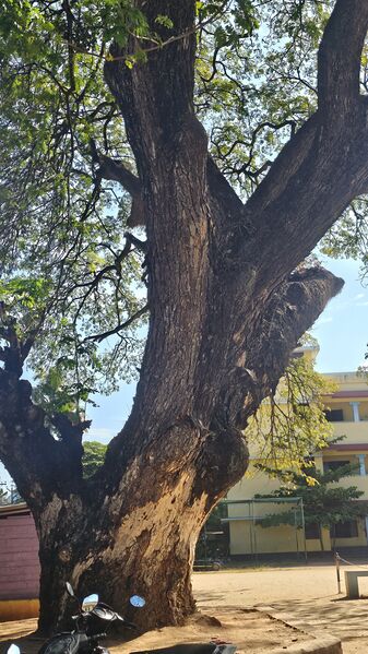 പ്രമാണം:41068 Tree.jpg