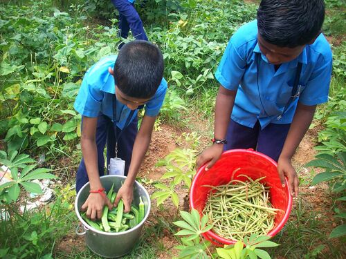 വിളവെടുപ്പുകാലം