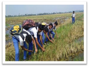 Kuttanadu 16 35052 (3).jpg