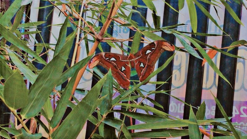 പ്രമാണം:NAGASHALABHAM IN SCHOOL GARDEN.jpg