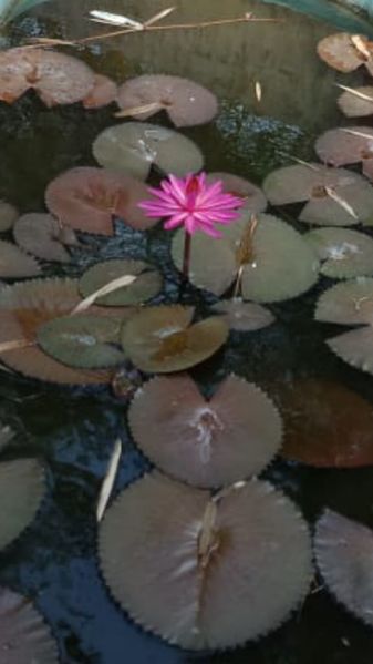 പ്രമാണം:POOL 30014.jpg