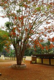 ഓർമയായ് പൂമരം