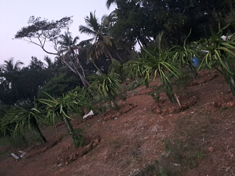 പ്രമാണം:24344 agriculture -Dragonfruit.jpg