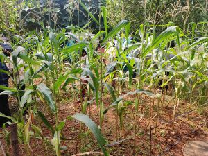 47328 rename.resized.jpg