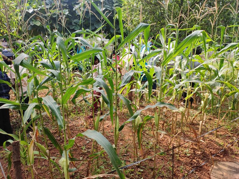 പ്രമാണം:47328 rename.resized.jpg