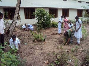 Medicinal plant garden1.JPG