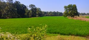 Onamthuruthu gramam3.jpg