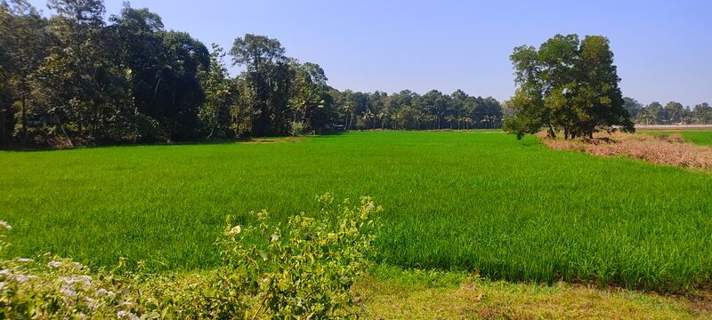 പ്രമാണം:Onamthuruthu gramam3.jpg