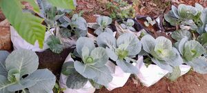 School - Plants in garden.jpg