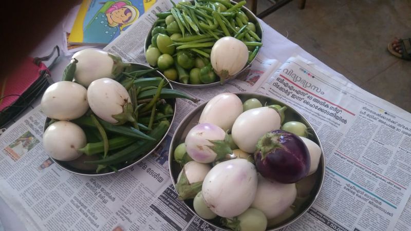 പ്രമാണം:പച്ചക്കറി 5.jpg