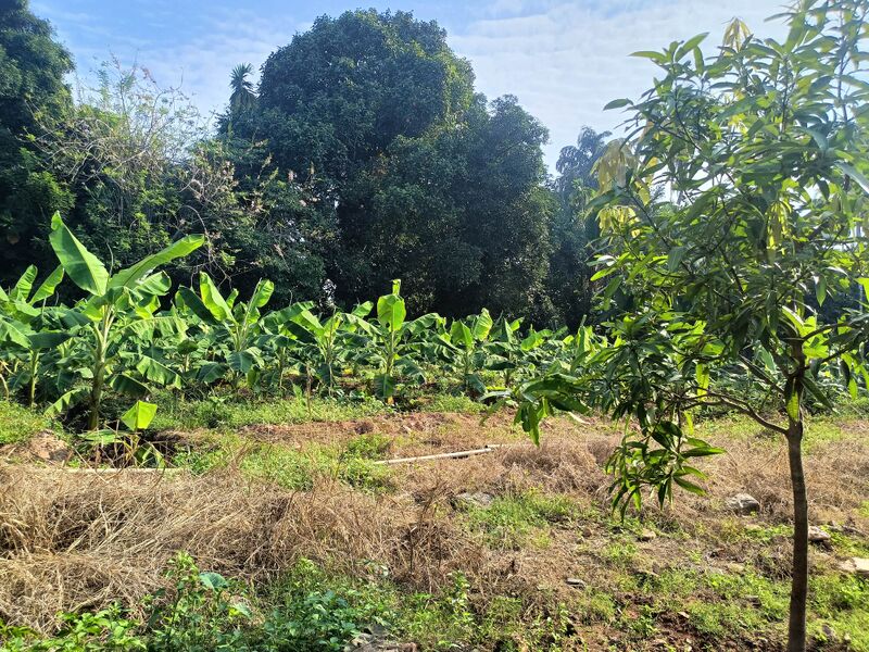 പ്രമാണം:25258 plantain.jpg