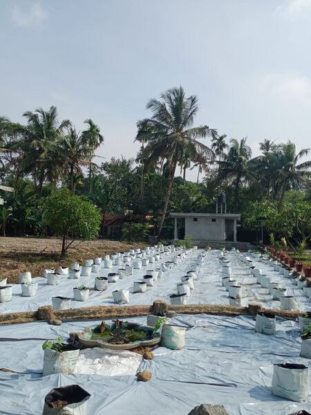 പ്രമാണം:Grow bag.jpg