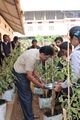 young farmers in vegetable gardon