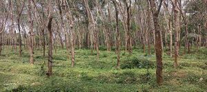 Rubber cultivation.jpg