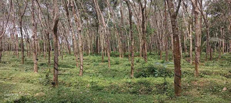 പ്രമാണം:Rubber cultivation.jpg