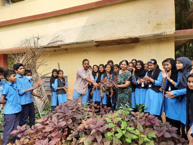 പ്രമാണം:11453 seed veg1.jpeg