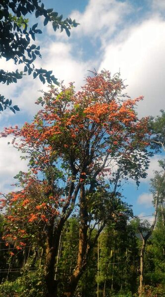 പ്രമാണം:15075 misc01.jpeg