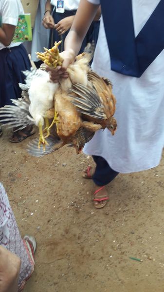 പ്രമാണം:34025 ELSY9.jpg