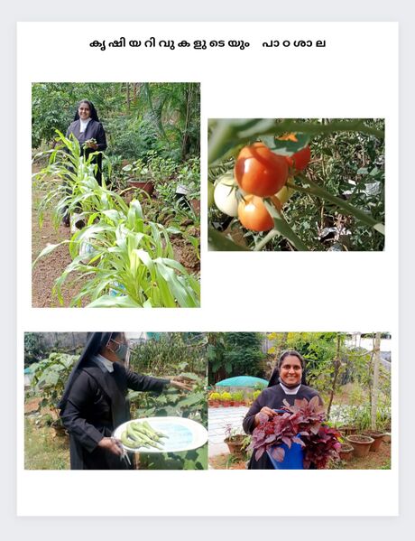 പ്രമാണം:33025 school krushi3.jpg