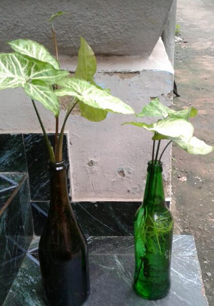 പ്രമാണം:44018 e11.jpg