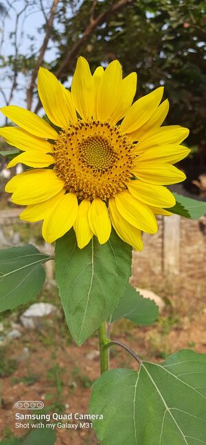 47344-sunflower.jpeg