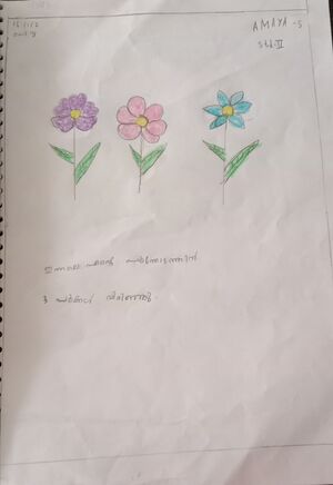 21240-PKD-KUNJ-AMAYA S.jpeg