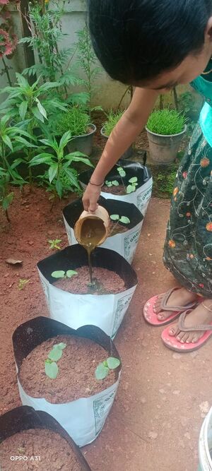 48239 pachakkarithottam6.jpeg