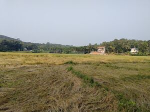 48248 ente gramam field.jpg