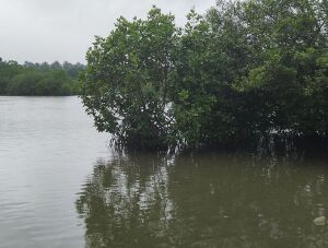 11020 Ente Gramam Kumbla River.jpg