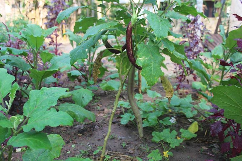 പ്രമാണം:42021 20006.jpg