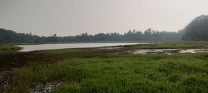 13608 kappu-vayal.jpg