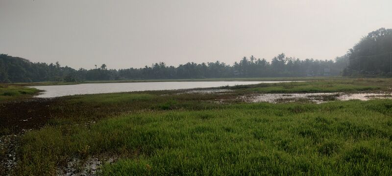 പ്രമാണം:13608 kappu-vayal.jpg