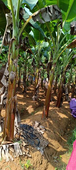 പ്രമാണം:19862 cherur pic.jpg