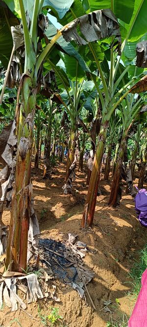 19862 cherur pic.jpg