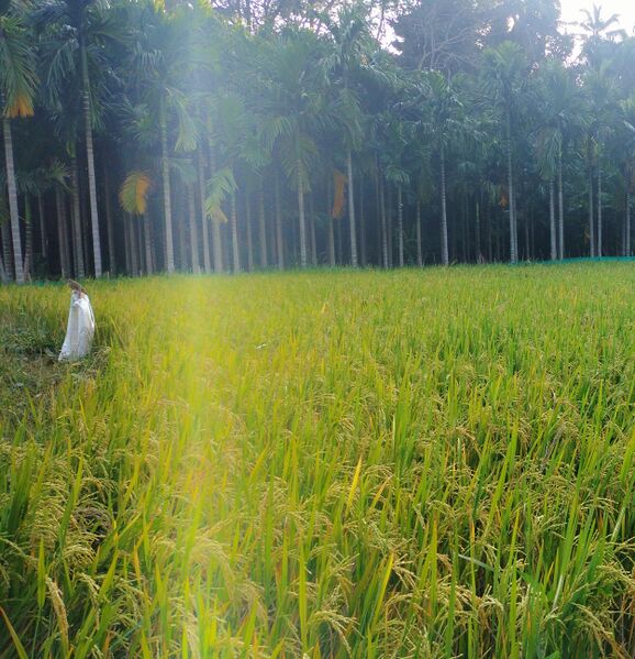 പ്രമാണം:20261 entegram field3.jpg