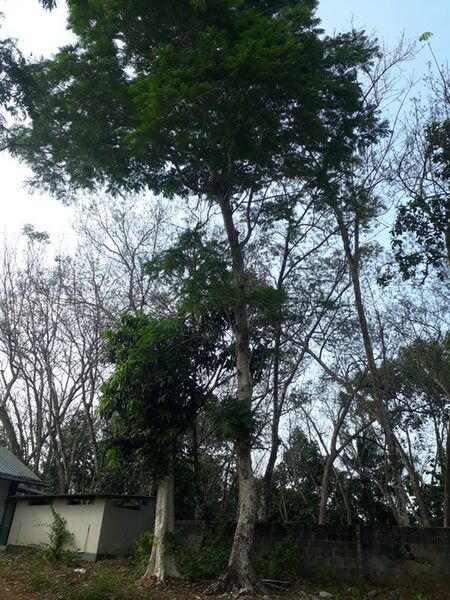 പ്രമാണം:44055 tree.jpg