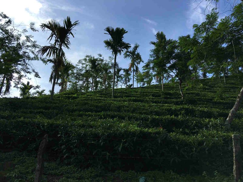 പ്രമാണം:28012 TC002.jpeg