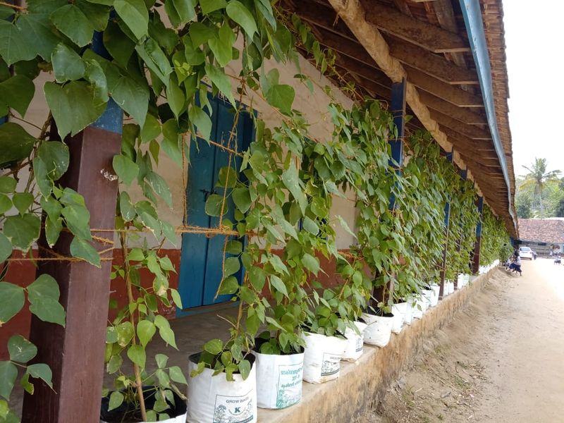 പ്രമാണം:Vegetable1 30014.jpg