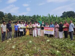 18057 watermelon cultivation.JPG