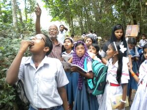 29359 ancilit 39 for wiki.JPG