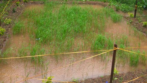 ലഘുചിത്രം,