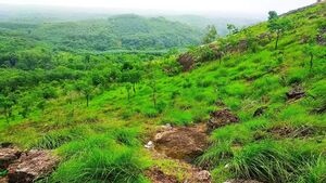 01034 vellanikkal.jpg