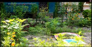 Butterfly 35052 1.jpg