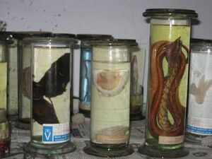 Govt dvhss ctla lab3.jpg