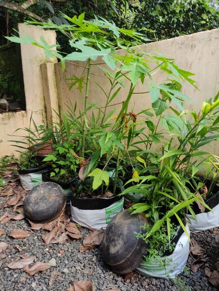 പ്രമാണം:Photo veg 1.jpg