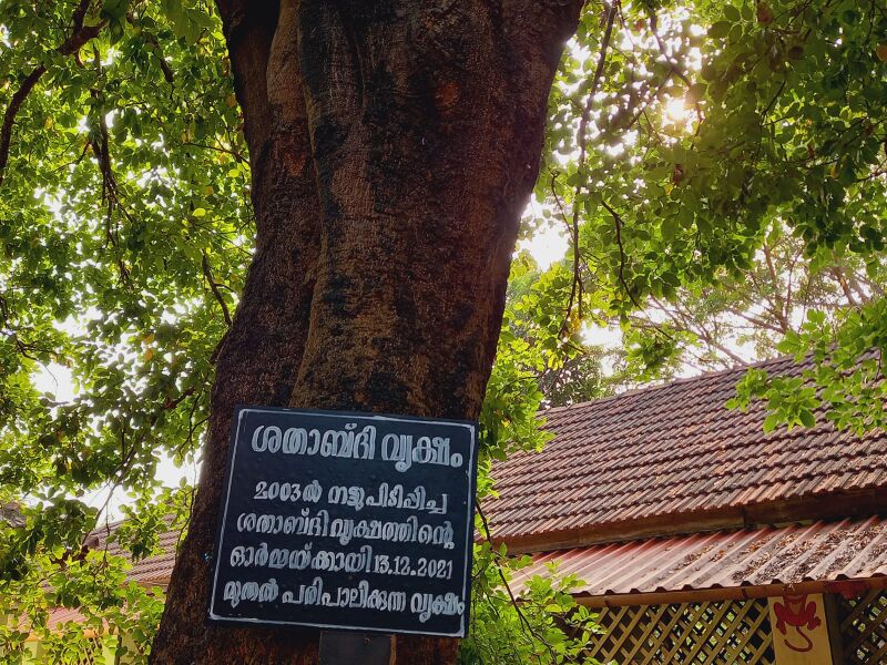 പ്രമാണം:48466-shad2tree.jpeg