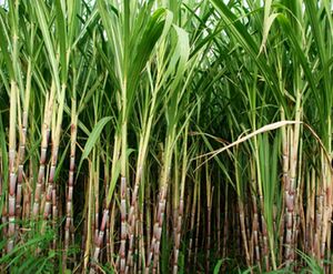 Sugarcane farm.jpg