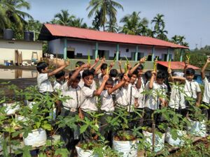 Vegetables harvesting.jpg