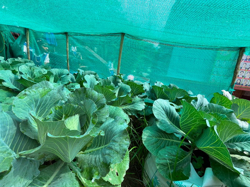 പ്രമാണം:29040-School Vegetable Garden-5.png